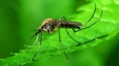 Комар обични: опис и изглед