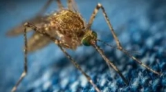 Комарци како носители на болести