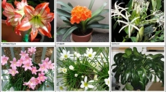 Houseplants опасни за мачки