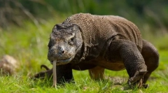 Облека варан