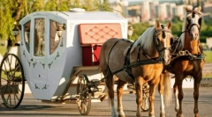 Патнички коњи