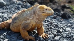 Корлоф обичен