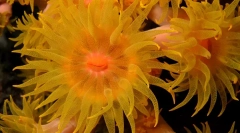 Корали - растенија или животни?