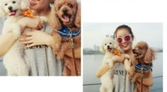 Корејски прекари за кучиња: интересни опции со значење