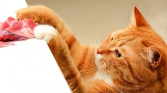 Храна алмо природа за мачки: карактеристики и повратни информации за животните