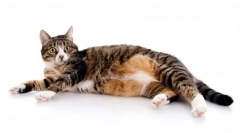 Хилс за мачки: детален преглед на исхраната и неговата специфичност