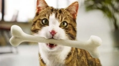 Нахрани совршено вклопување - избалансиран дома миленичиња диета