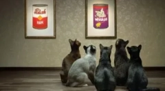 Економска храна за мачки