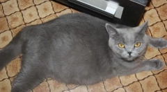 Хранење и грижа за бремена мачка