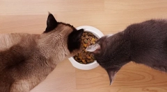Хранење мачки со сува храна: основни правила