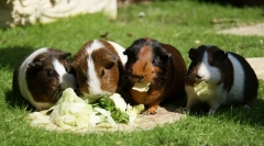 Хранење заморски свињи од а до јас