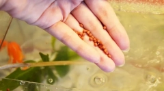 Риба хранење во аквариум