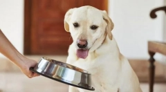 Хранење на возрасно куче