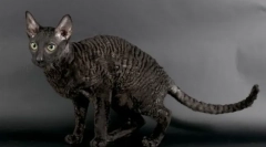 Корниш рекс