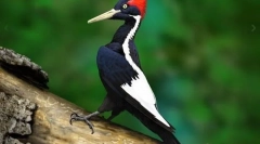 Кралската dyatla