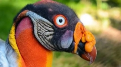 Кралска свиња