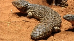 Бесплатно засилено (кратко)