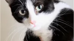 Потомство-непријателски потомци на макхекенов - kinkoyloau