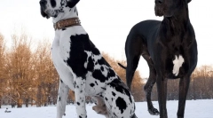 Кратки раси на кучиња