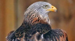 Крашун црвено