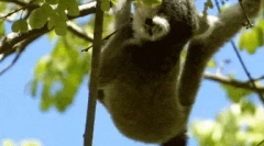 Feline lemur - најегзотично искористување