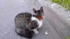 Мачка јака од и до