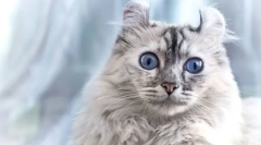 Cat american kerl (фото): пријателско милениче со елегантни уши