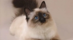 Мачка balinsiyskaya (фото): долгорочни роднини на сијамов