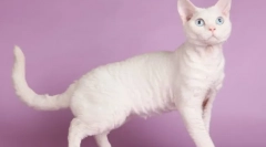 Мачка девон-рекс (фото): разиграно милениче и вистински пријател