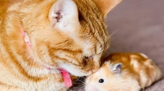 Мачка и хрчак во станот, дали можат да направат пријатели или мачка ќе јадат хрчак