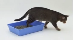 Мачка или мачка се снимаат на погрешно место: наставни методи од штетна навика