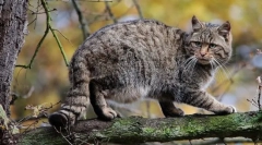 Мачка шума кавказ