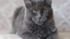 Мачка nibelung (фото): smoky убав човек со добри манири