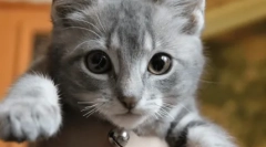 Мачка отклучува мачиња мустаќи: грижа за потомство или скриена агресија