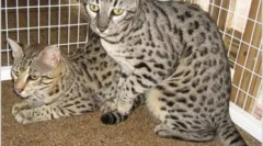 Safari cat: стандарди, карактер и карактеристики на нега