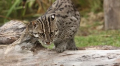 Cat-fisherman - мајстор на подводни лов