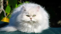 Cat chinchilla (слика): ова не е раса, тоа е елегантна сребрена магла во бојата