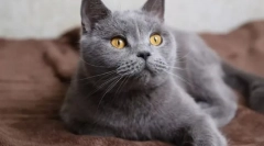 Мачка: за и против