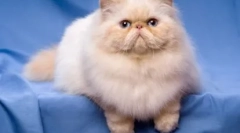 Cats-brakhichicephali - спецификации на раси и карактеристики на содржината