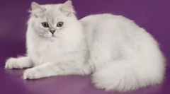 Мачки: опис на сите раси