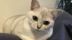 Мачки на раса на бура - изглед, природа и особености