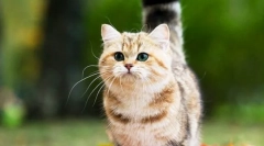 Мачки на раса mcchin (фото): штрајк шармантни пријатели