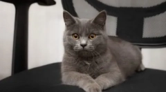 Мачки на раса метали: опис на видовите и ликовите