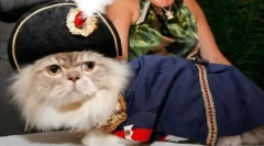 Мачки на раса наполеон