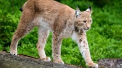 Мачки со долги нозе: благодат и благодат