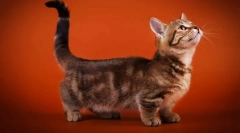 Мачки со кратки нозе (раси)