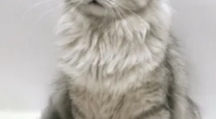 Мачки-кора, или кои меки миленичиња се најзабав карактер