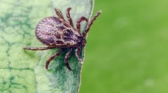 Костум и други мерки за заштита од крлежи