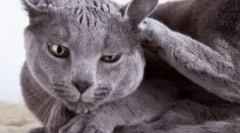 Мачката често ја тресе главата и ги гребе ушите: што да прави