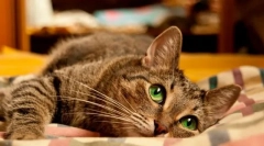 Мачка или мачка